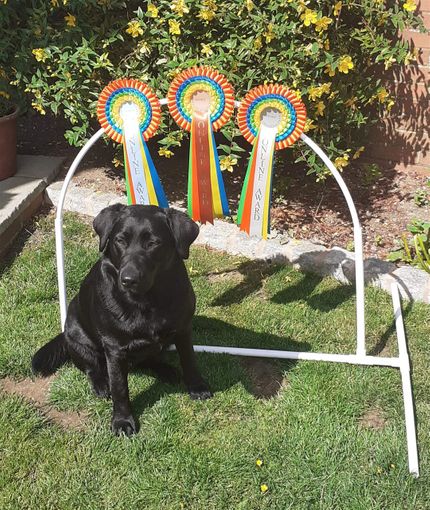 Jade proudly showing off her online good hoopers award rossettes.